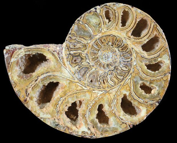 Sliced, Agatized Ammonite Fossil (Half) - Jurassic #54071
